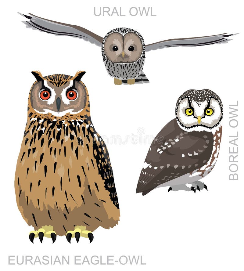 Animal Bird of Prey Eagle Hawk Kite Falcon Owl Vulture Characters Cartoon  Vector Stock Vector - Illustration of barred, harrier: 271301789