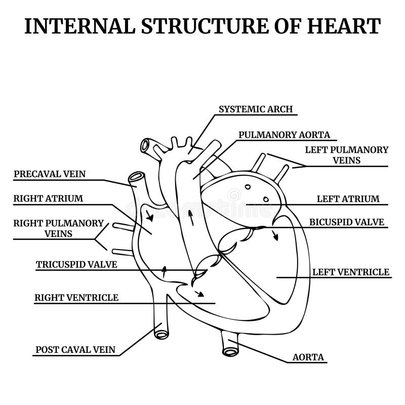 Anatomical Structure of the Heart Diagram with Descriptions Stock Biology Diagrams
