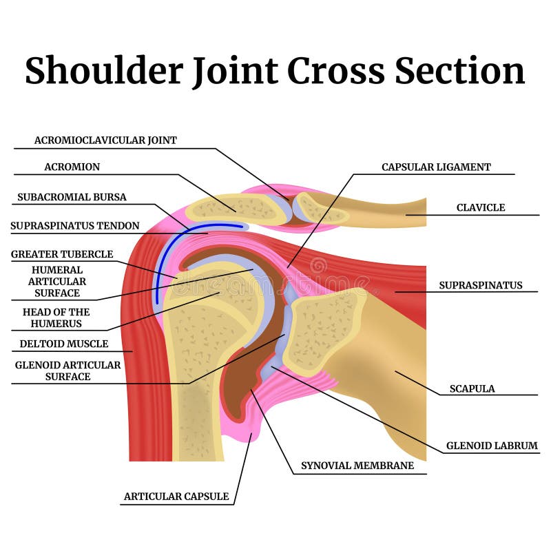 Anatomy of the Human Shoulder Joint in Cross Section. Stock
