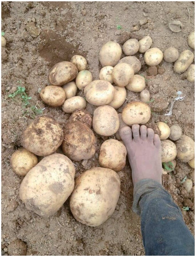 Jumbo Potatoes, Compare Them To Farmer S Feet Stock Photo Image of