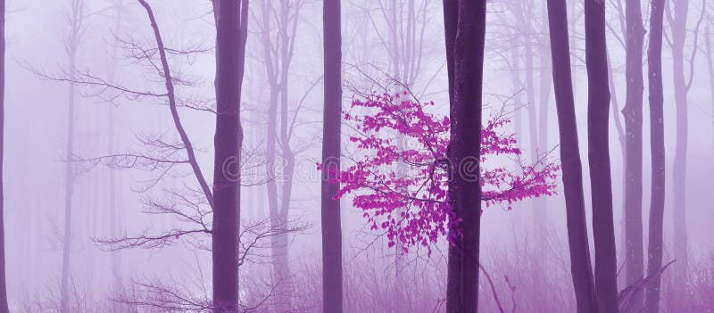 Magical Fog,forest.Autumn Background.Artistic Wallpaper.Fairytale.Dream.Tree.Beautiful Nature Landscape Panorama.Colorful.Leaves.