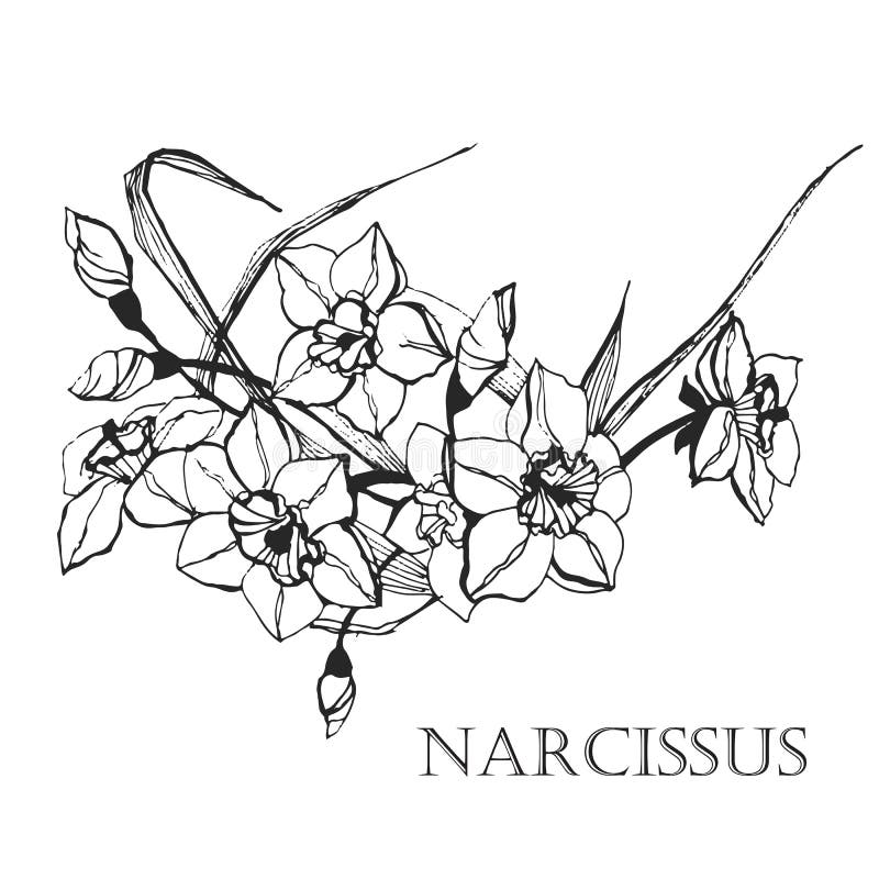 black-and-white-picture-of-a-flower-narcissus-vector-stock-vector