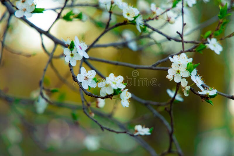 Printemps à Fleurs Du Mois D'avril De Fleurs Blanches De Verdure De  Branches D'arbres Image stock - Image du buisson, avril: 182064199