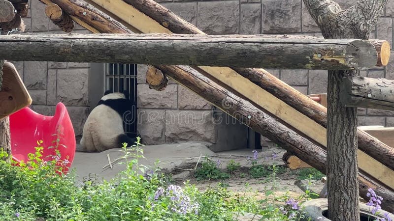 Printemps au zoo de Pékin : Vue arrière d'un panda assis banque de vidéos