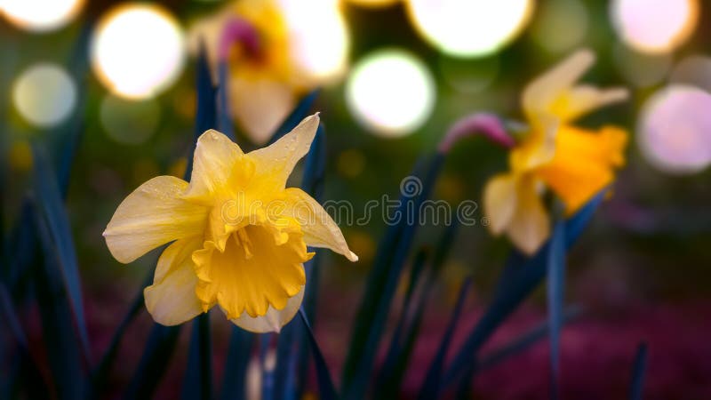 Printemps de jonquilles de narcisse avec le foyer sélectif photos libres de droits Printemps de jonquilles de narcisse avec le foyer sélectif photos libres de droits
