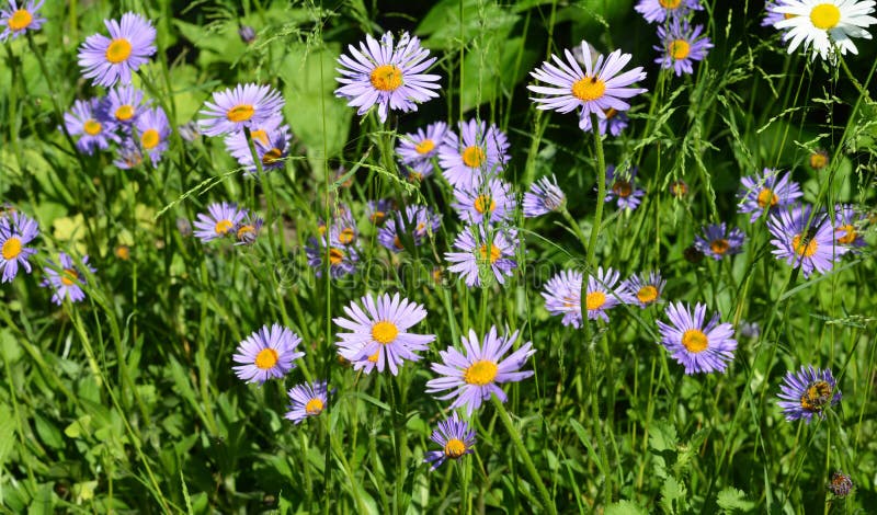 Printemps Vivace Camomille Pourpre Marguerite Comme Des Fleurs Fleurissant  Dans Le Lit De Fleurs. été Pâquerette Violette Pâques D Image stock - Image  du zone, herbe: 217788991