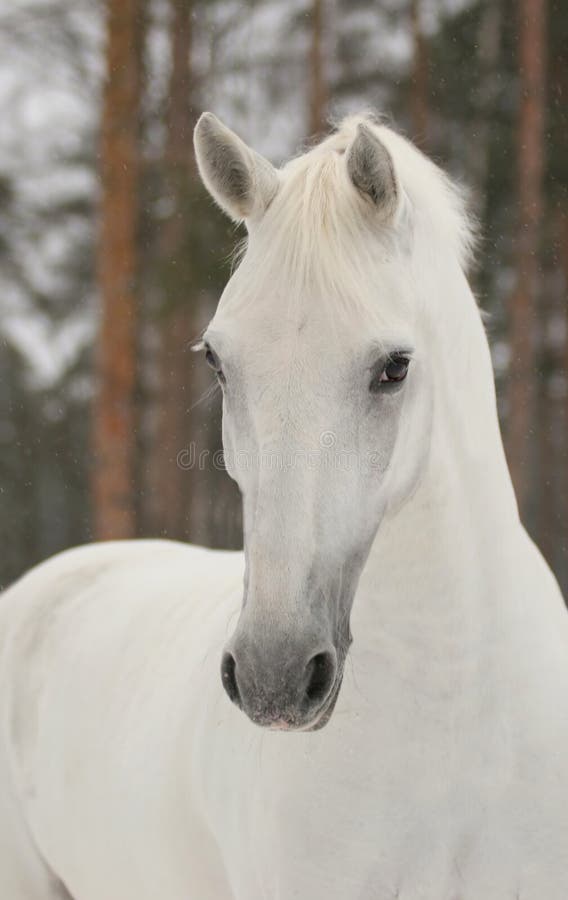 Prinzessin Prinzessin
