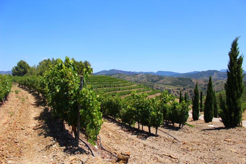 Priorat is a Spanish DenominaciÃƒÂ³ d`Origen Qualificada DOQ for wines produced in the Priorat county, in the province of Tarragona, in the southwest of Catalonia. The DOQ covers 11 municipalities. It primarily produces powerful red wines, which came to international attention in the 1990s. The area is characterized by its unique terroir of black slate and quartz soil known as llicorella. It is one of the two highest quality wine regions in Spain to according to Spanish wine regulations, alongside Rioja. Priorat is the Catalan word, the one that appears most often on wine labels. The region is rugged, hilly, and home to rustic and charming villages. Easy to visit from Barcelona and beyond it is perfect for laid-back enotourism. As a very small, low production region it focuses on small, intimate visits with the owner often as the host and include walks through the vineyards to help visitors understand the unique qualities of the region. Priorat is a Spanish DenominaciÃƒÂ³ d`Origen Qualificada DOQ for wines produced in the Priorat county, in the province of Tarragona, in the southwest of Catalonia. The DOQ covers 11 municipalities. It primarily produces powerful red wines, which came to international attention in the 1990s. The area is characterized by its unique terroir of black slate and quartz soil known as llicorella. It is one of the two highest quality wine regions in Spain to according to Spanish wine regulations, alongside Rioja. Priorat is the Catalan word, the one that appears most often on wine labels. The region is rugged, hilly, and home to rustic and charming villages. Easy to visit from Barcelona and beyond it is perfect for laid-back enotourism. As a very small, low production region it focuses on small, intimate visits with the owner often as the host and include walks through the vineyards to help visitors understand the unique qualities of the region.