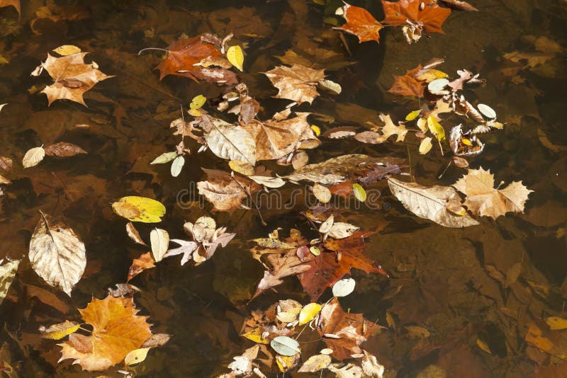 Priorità bassa astratta dei fogli di autunno immagini stock Priorità bassa astratta dei fogli di autunno immagini stock