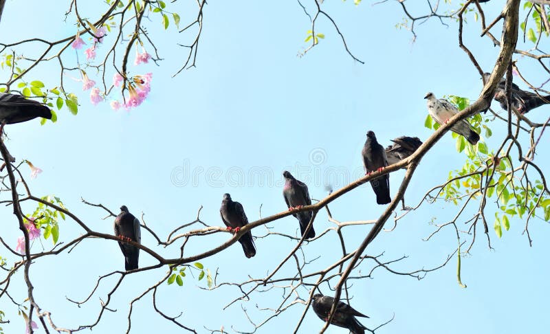Priorità bassa astratta della natura con gli uccelli e gli alberi immagine stock libera da diritti Priorità bassa astratta della natura con gli uccelli e gli alberi immagine stock libera da diritti