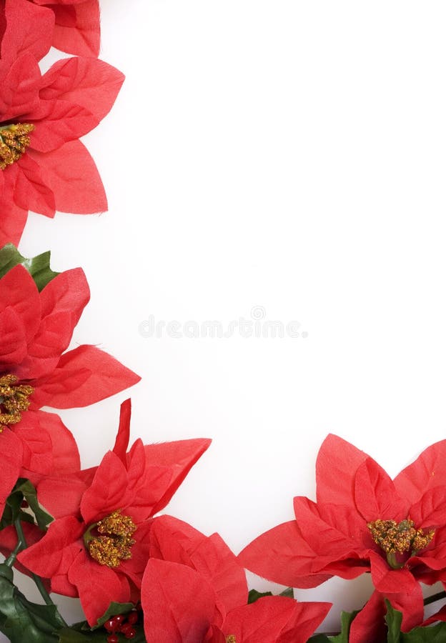 Christmas red poinsettias background over white. Christmas red poinsettias background over white