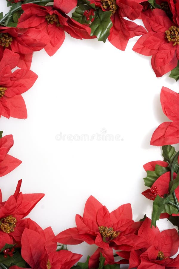 Christmas red poinsettias background over white. Christmas red poinsettias background over white