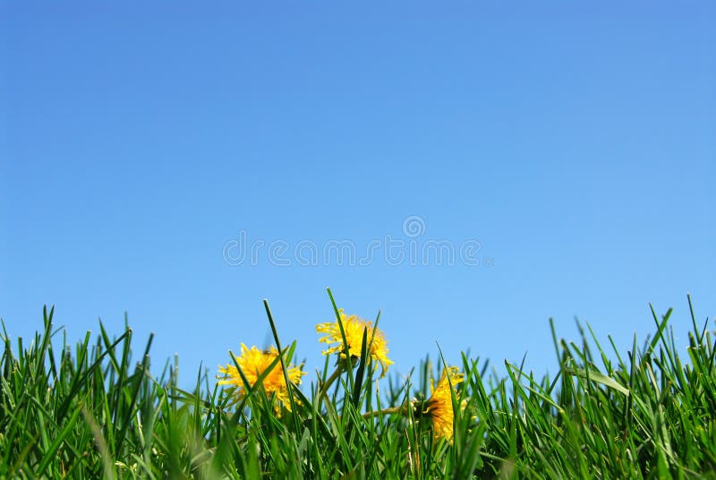 Priorità bassa del cielo e dell'erba immagine stock libera da diritti Priorità bassa del cielo e dell'erba immagine stock libera da diritti