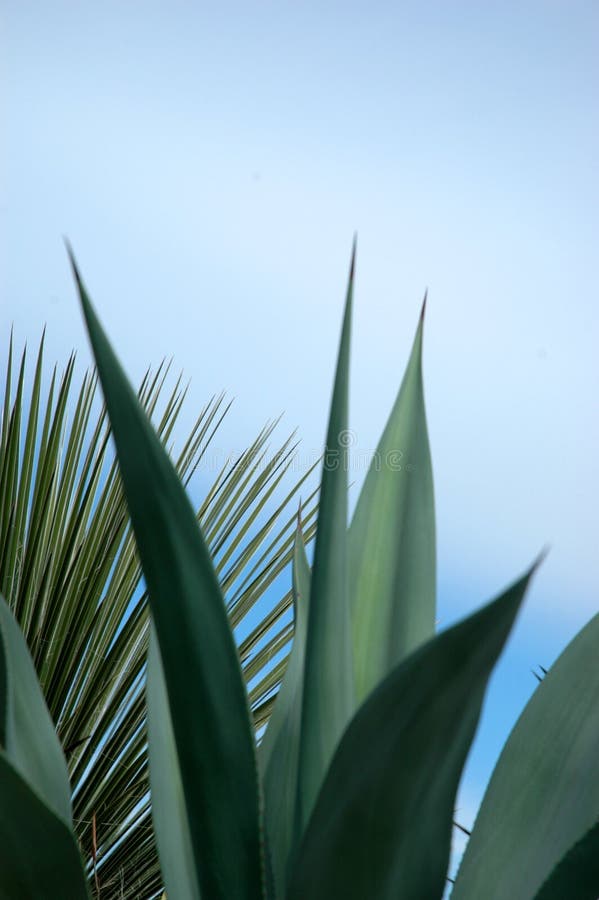 Priorità bassa della pianta tropicale immagine stock Priorità bassa della pianta tropicale immagine stock