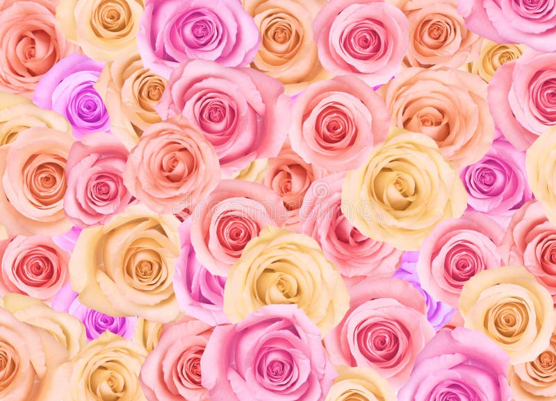 Background of pastel colored roses. Background of pastel colored roses.