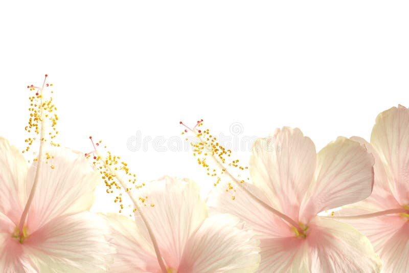 Priorità bassa dentellare del bordo del fiore dell'ibisco di luce solare fotografia stock Priorità bassa dentellare del bordo del fiore dell'ibisco di luce solare fotografia stock