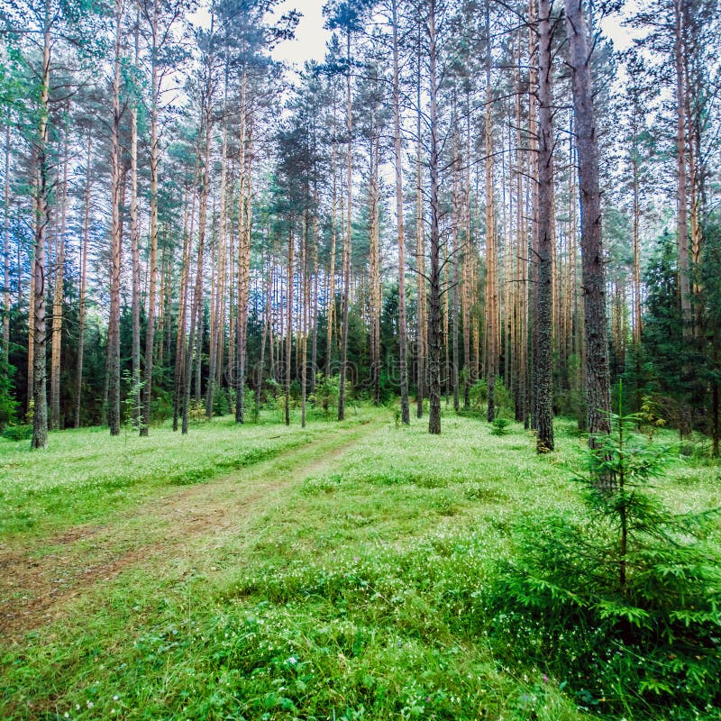 Priorità bassa di ecologia immagini stock Priorità bassa di ecologia immagini stock