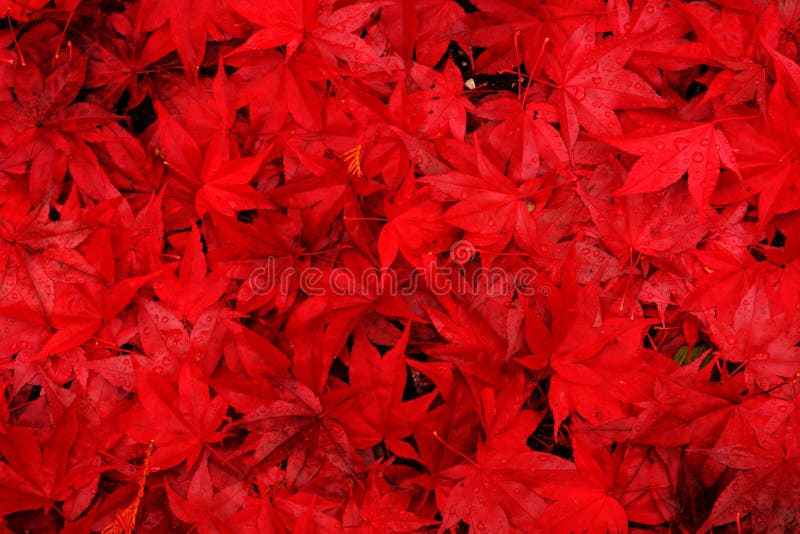 Priorità bassa rossa delle foglie di acero fotografia stock Priorità bassa rossa delle foglie di acero fotografia stock