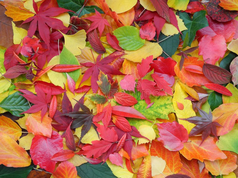 Priorità bassa variopinta dei fogli di autunno immagine stock Priorità bassa variopinta dei fogli di autunno immagine stock