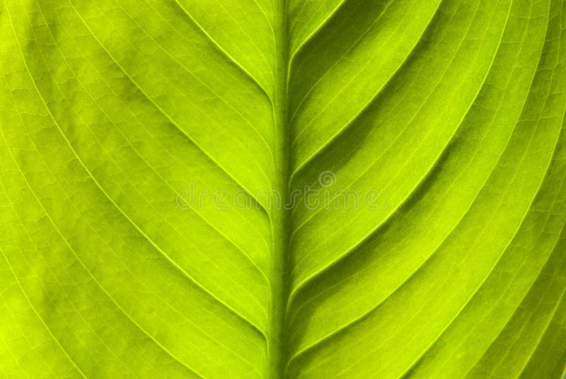 Priorità bassa verde della natura del foglio fotografie stock libere da diritti