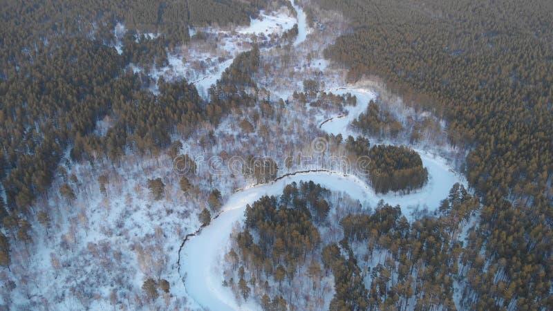 Prise de vue aérienne 4k de la belle forêt d'hiver banque de vidéos