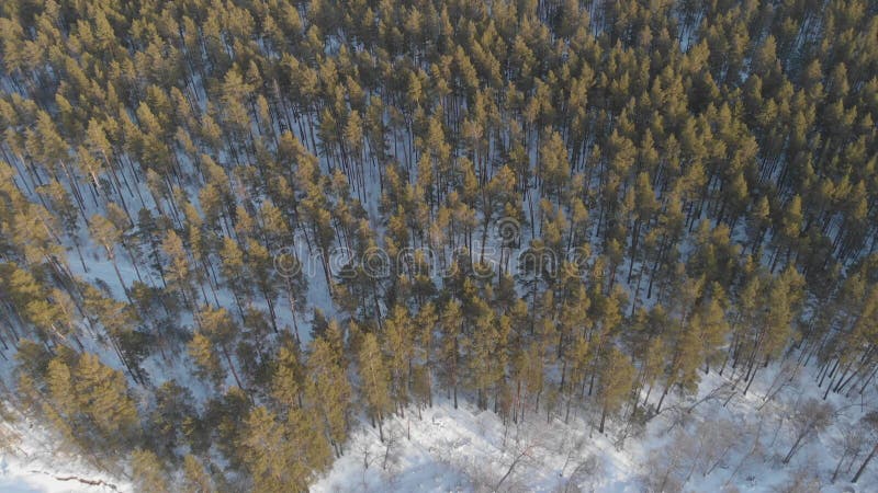 Prise de vue aérienne 4k de la belle forêt d'hiver clips vidéos