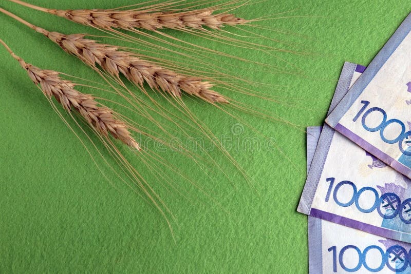 Priset av vete i Kasakhstan Tre brödspikelets och trettio tusen tenge på en grön bakgrund kopiera avstånd arkivfoton