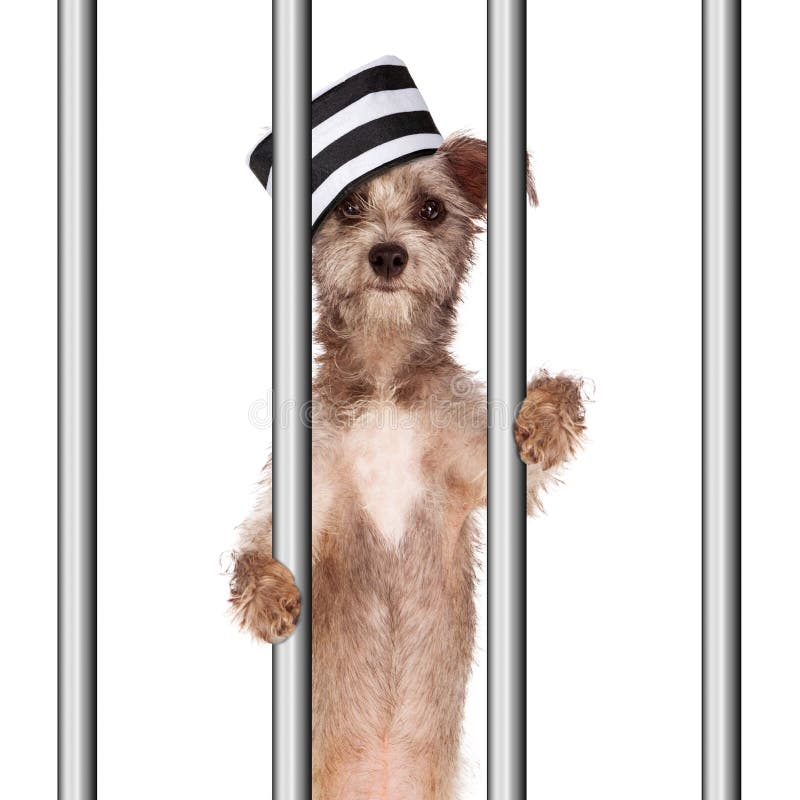 Prisioneiro mau do cão na cadeia