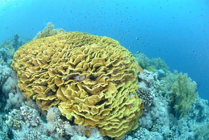 Pristine salad coral royalty free stock photos