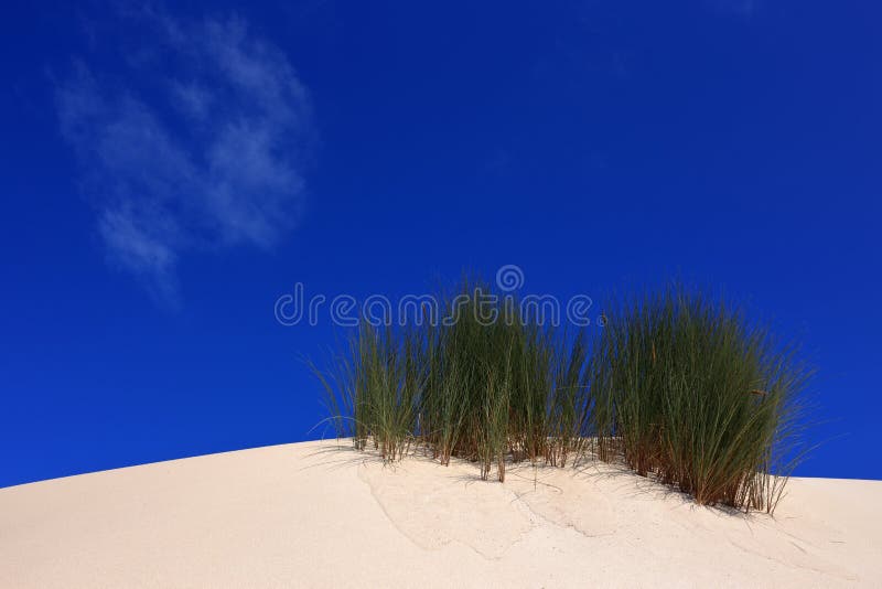 Pristine natural sand dunes in a conservation area with European Marram Grass Ammophila Arena. Peniche, Leiria near Lisbon, Portugal. Pristine natural sand dunes in a conservation area with European Marram Grass Ammophila Arena. Peniche, Leiria near Lisbon, Portugal.