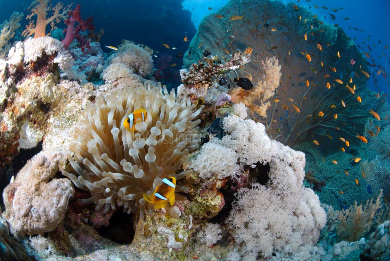 Pristine Tropical Coral Reef Stock Photo - Image of fish, destination ...