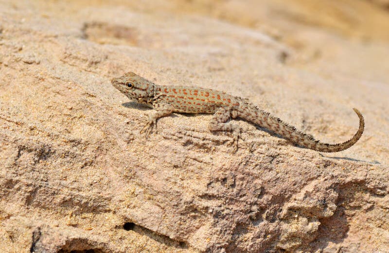 Pristurus rupestris , Persian Rock Gecko or Blanford`s Semaphore Gecko