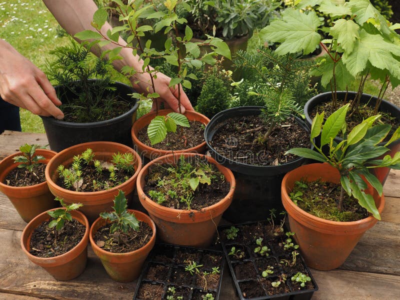 Private reforestation concept stock photography