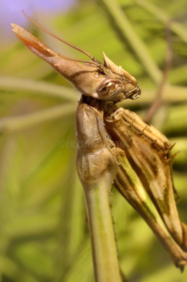 Prière de Mantis de prière image stock Prière de Mantis de prière image stock