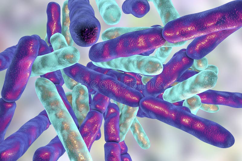 Probiotic Bacteria Bifidobacterium