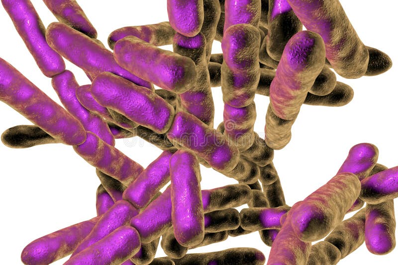 Probiotic Bacteria Bifidobacterium