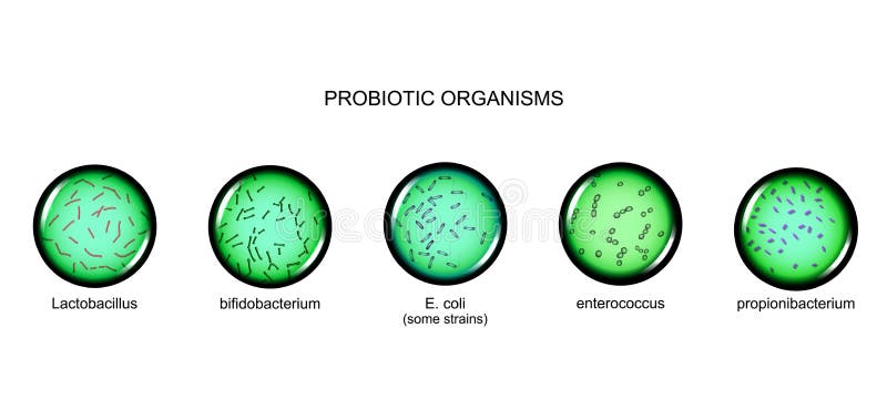 Probiotic μικροοργανισμοί μικροβιολογία ελεύθερη απεικόνιση δικαιώματος Probiotic μικροοργανισμοί μικροβιολογία ελεύθερη απεικόνιση δικαιώματος
