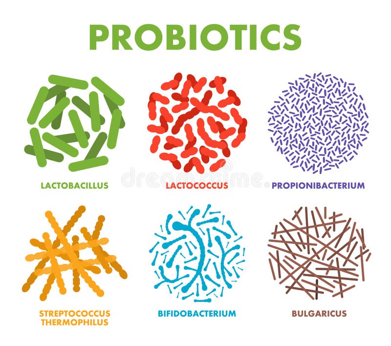 Probiotici Buoni batteri e microrganismi per le sanità Probiotici microscopici, buona flora batterica