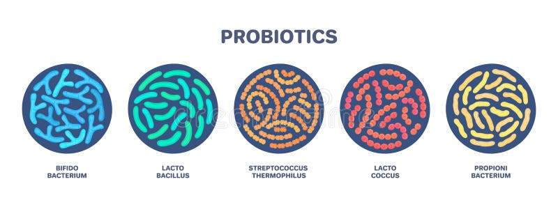 Probiotics. Bifidobacterium, lactobacillus, streptococcus thermophilus, lactococcus, propionibacterium. Microbiome