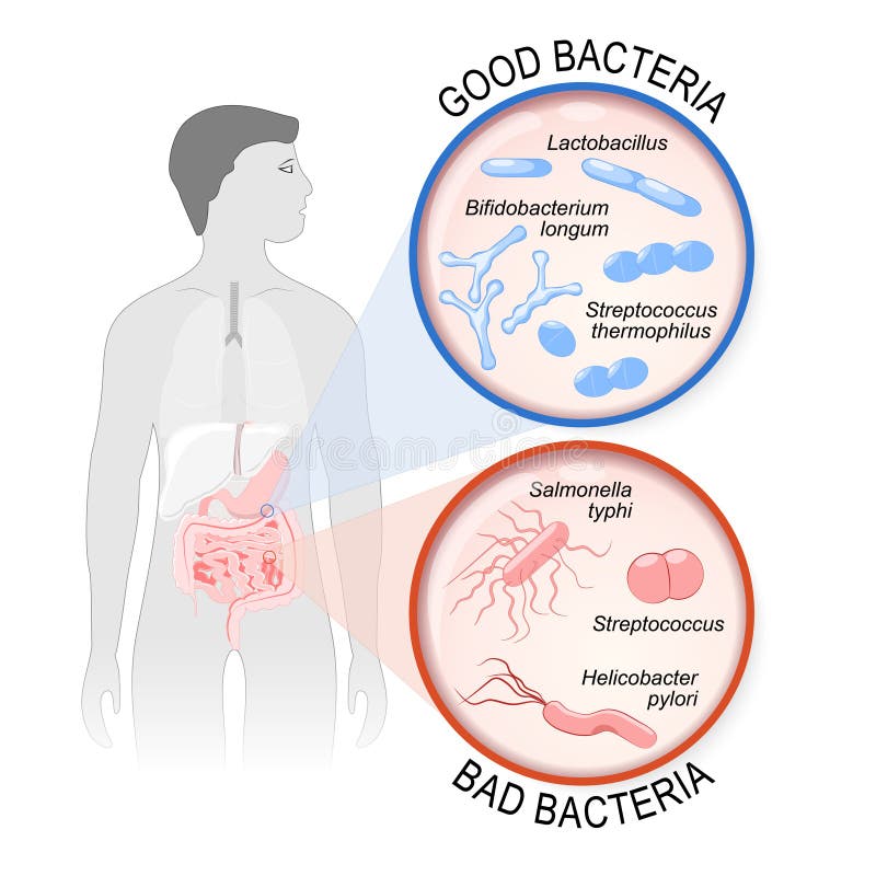 Probiotics flore d'intestin : Bonnes et mauvaises bactéries illustration stock Probiotics flore d'intestin : Bonnes et mauvaises bactéries illustration stock