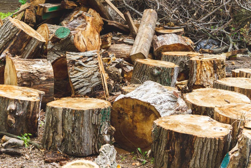 The Problem of Deforestation. Export of Timber from the Country Stock