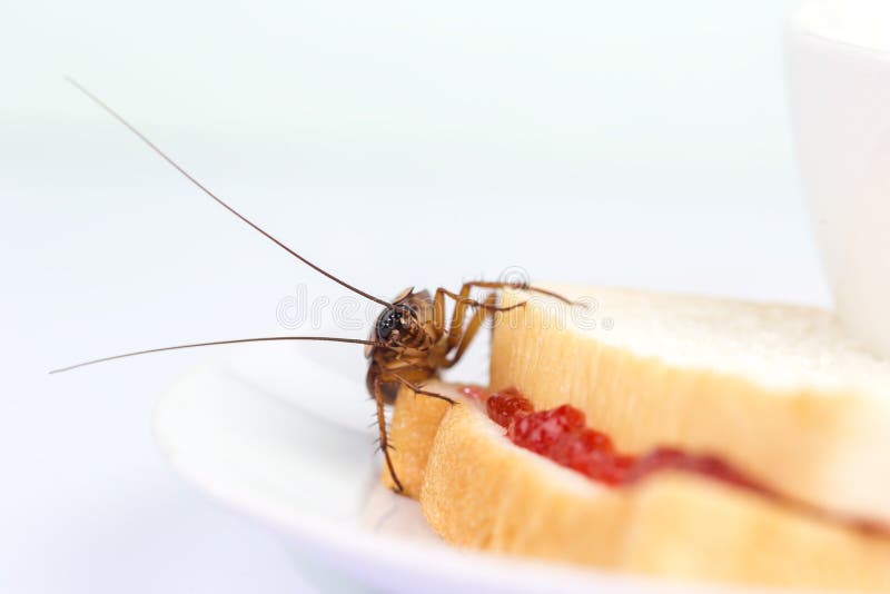 Can Cockroaches Really Survive A Nuclear Explosion?- Savannah Termite and Pest C