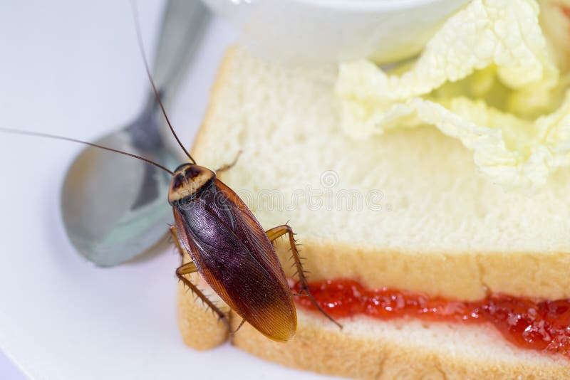 A Cockroach Feeding with Copy Space Stock Image - Image of help, emotion: 962917