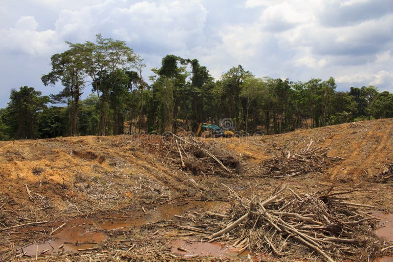 Problema ambiental de la tala de árboles