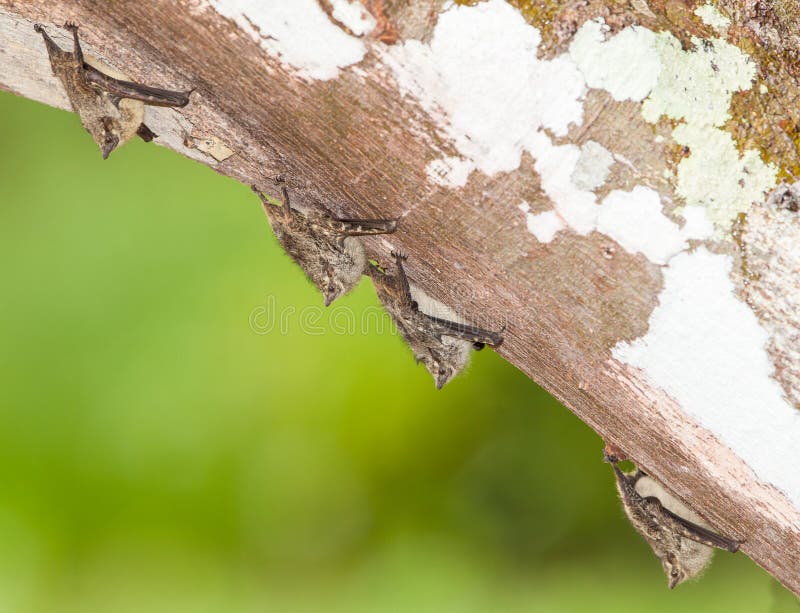 A small group of Proboscis Bats (Rhynchonycteris naso) has found a secure resting place under a fallen tree at the amazon river in northwestern Peru. Log animal stock images, royalty-free photos and pictures