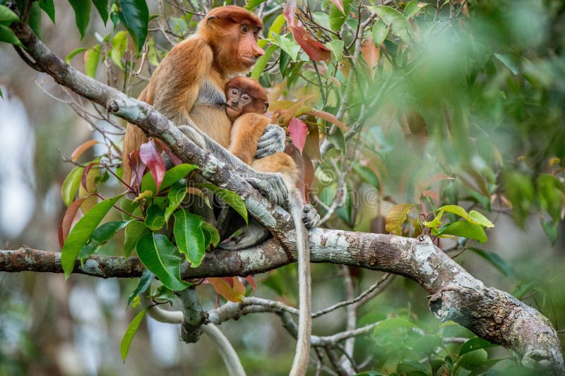 Proboscis monkey baby sucks its mother`s breast milk. royalty free stock image Proboscis monkey baby sucks its mother`s breast milk. royalty free stock image