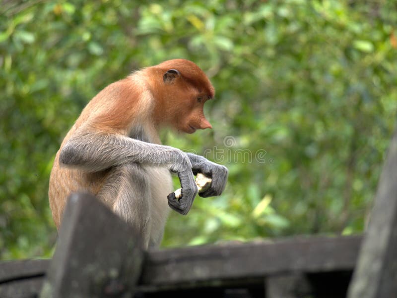 680 Proboscis Monkey Long Nose Photos - Free & Royalty-Free Stock ...