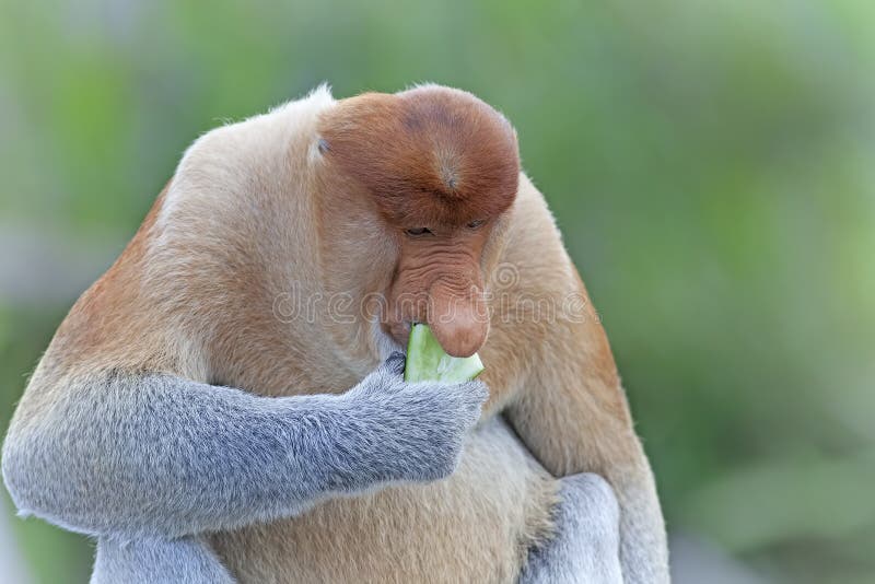 Proboscis monkey royalty free stock image