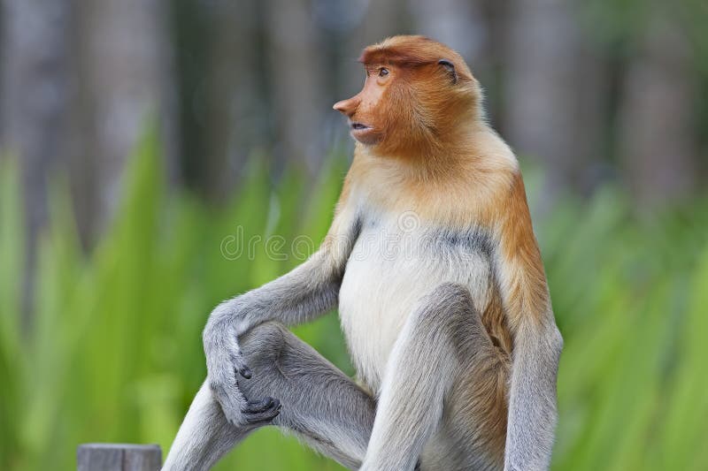 A Male Proboscis Monkey (Bekantan) Stock Image - Image of long, asia ...