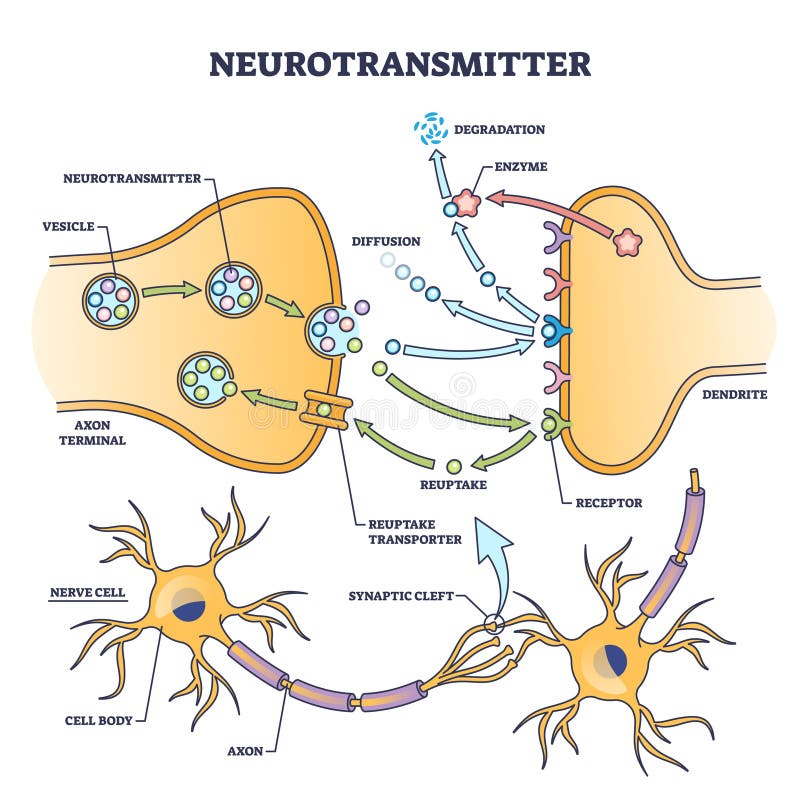 Neurotransmitter process detailed anatomical explanation outline diagram. Labeled educational scheme with vesicle, axon terminal, enzyme production and receptors vector illustration. Synapse impulse. Neurotransmitter process detailed anatomical explanation outline diagram. Labeled educational scheme with vesicle, axon terminal, enzyme production and receptors vector illustration. Synapse impulse.